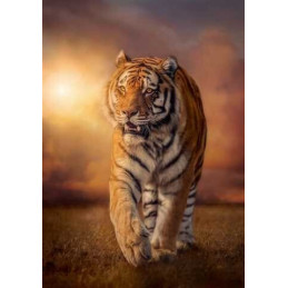 PUZZLE 1500 pzs TIGER - Clementoni 31806